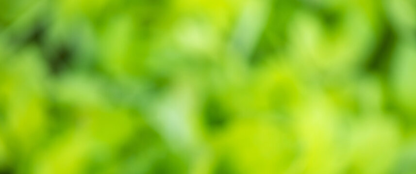 bokeh foliage of trees in the garden, blurred green background