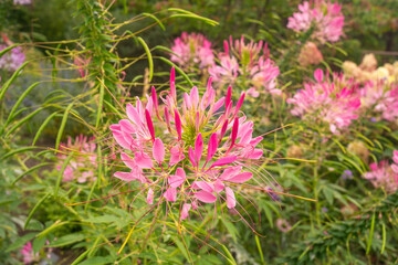 Fototapeta premium Pink Cleome Flower