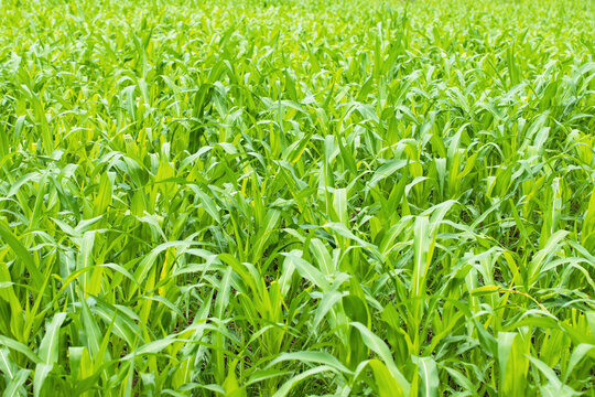 green corn sprouts on farm field, fresh grass eco meadow