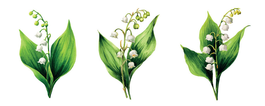 Lily of the valley botanical illustrations on white background, showcasing delicate white bell shaped flowers and vibrant green leaves, symbolizing spring, purity, and renewal