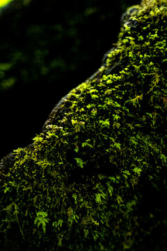 Vibrant green moss growing on a tree bark