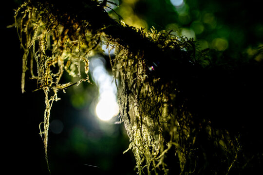 Backlit moss hangs from a dark tree branch