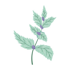 Mint branch with purple flowers vector. Botanical aromatic herb element © Viktoriia Blazhuk
