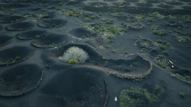 La Geria, Lanzarote, Spain, aerial drone focusing on details of unique volcanic vineyard formations, black ash, low altitude before tilting up