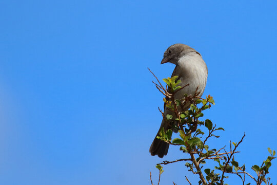 Damarasperling / Southern grey-headed sparrow / Passer diffusus