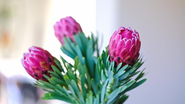 Beautiful pink proteas in a bright and airy space