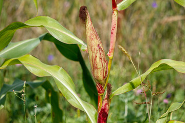 Obraz premium Close-up of a young corn plant with developing ear, green leaves