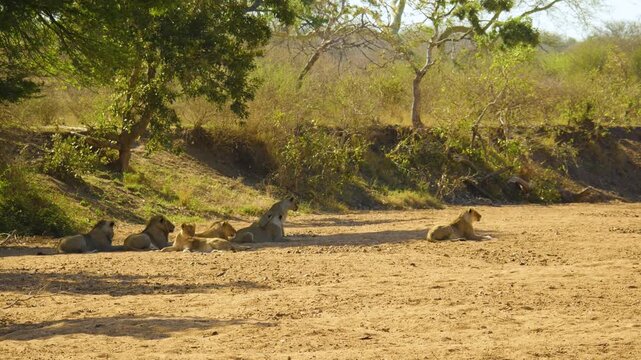A pride of African lions is resting and keeping an eye on movement, they are all looking in the same direction.
