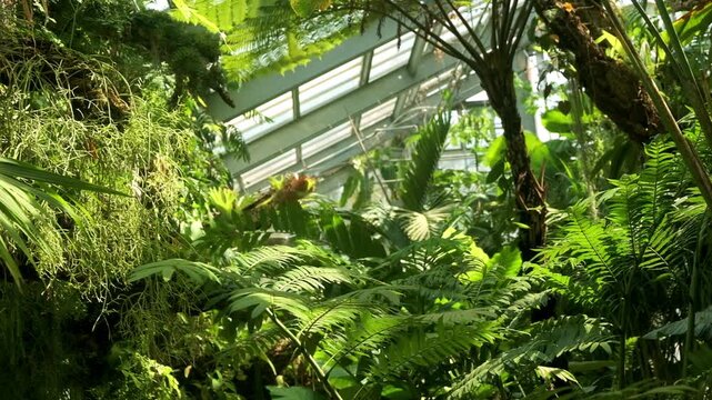 Lush tropical plants thrive under natural light in a bright indoor greenhouse setting