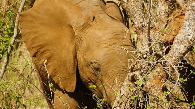 Close-up: young African elephant actively foraging next to a thick tree trunk.