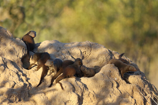 S&uuml;dliche Zwergmanguste auf Termitenh&uuml;gel / Dwarf mongoose at Termit's nest / Helogale parvula