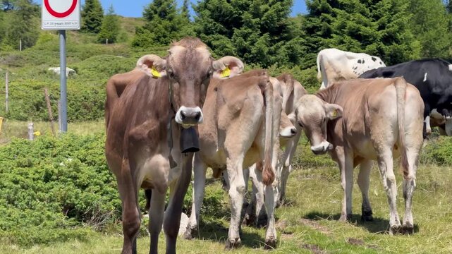 Group of brown alpine cows standing in a sunny mountain pasture with bells and natural alpine landscape in the background