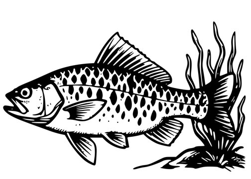 A spotted fish swimming near seaweed. Detailed black and white vector illustration of a freshwater fish in lino cut style.