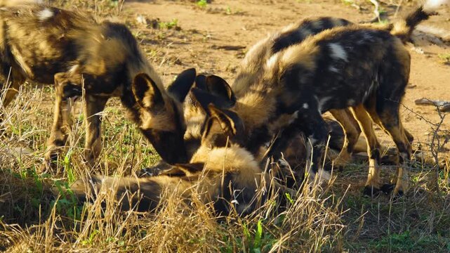 A pack of wild African dogs interacting with each other in the dry grass of the bushveld.