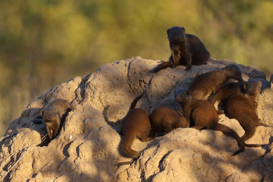 S&uuml;dliche Zwergmanguste auf Termitenh&uuml;gel / Dwarf mongoose at Termit's nest / Helogale parvula