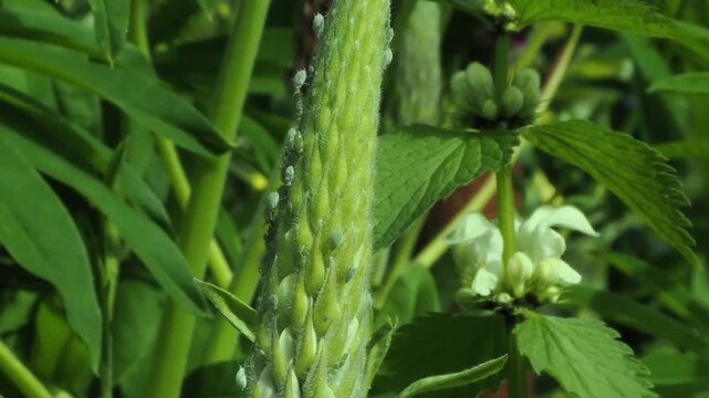 Lupin Aphids on Lupin flower head