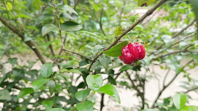 Ripe dewandaru fruit (Eugenia uniflora) swaying on branch in tropical garden