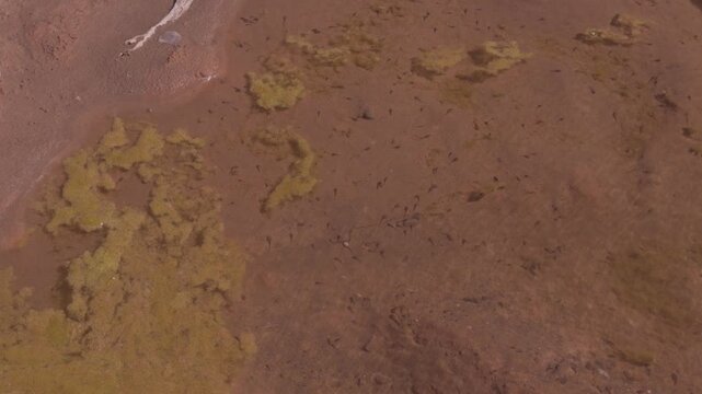 Large swarm of tadpoles visible in shallow muddy brown water with algae patches from above