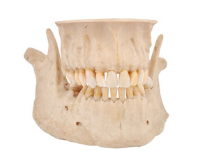 Human jaw anatomical dental model © vetkit