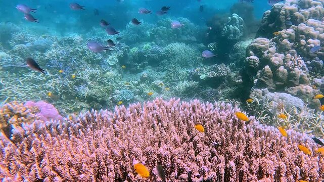 Snorkeling pov dolly forward along dense Acropora cervicornis to reveal the bustling coral reef with schools of ternate chromis (Chromis ternatensis) gliding in harmony. Dauin, Philippines