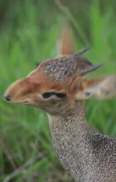 Kirk's dik dik  standing 