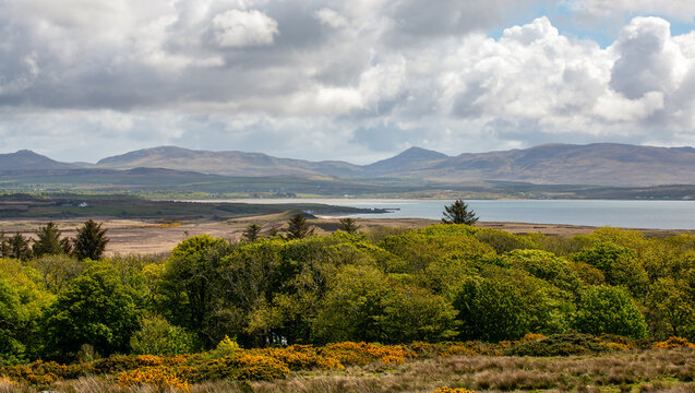 Scenic Scottish landscape featuring a tranquil bay with dramatic mountains in the background and vibrant yellow gorse bushes.