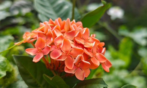 West Indian Jasmine or orange Ixora.