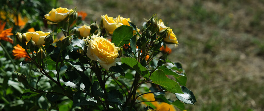 Beautifully maintained garden featuring Rosa Landora, Sunblest,  vibrant yellow Hybrid Tea rose. Elegant, fully open bloom displays rich, sunny yellow petals.  Landscaped garden. 