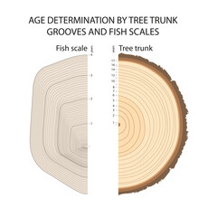 Age determination by tree trunk grooves and fish scales © Aldona
