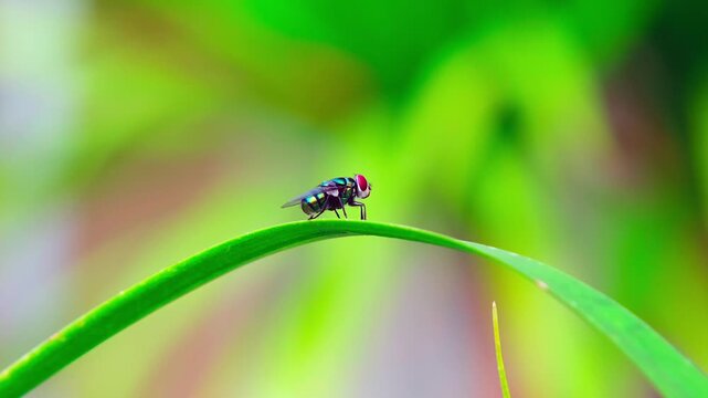 Tiny fly rests on vibrant green leaf. Blurry garden backdrop enhances focus on insect. Natural close-up captures minute details.
