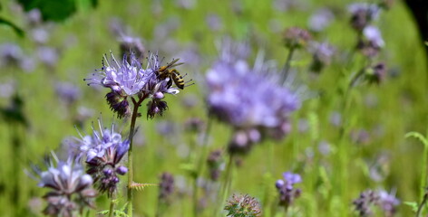 Obraz premium Biene auf einer Phacelia-Blüte