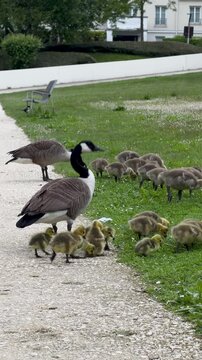 Canada goose parents escorting large flock of baby goslings in park