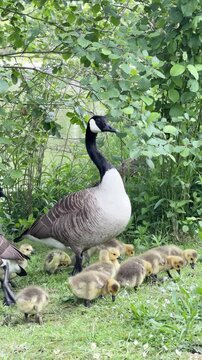 Canada goose parents escorting large flock of baby goslings in park