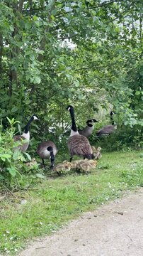 Canada goose parents escorting large flock of baby goslings in park