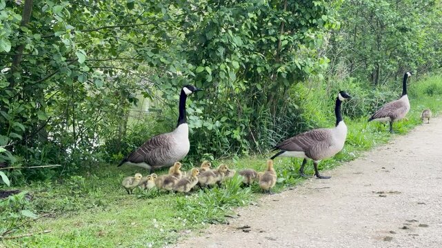 Canada goose parents escorting large flock of baby goslings in park