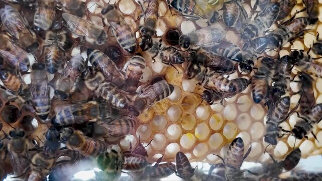 Honey bees crawling on fresh wax honeycomb inside a beehive