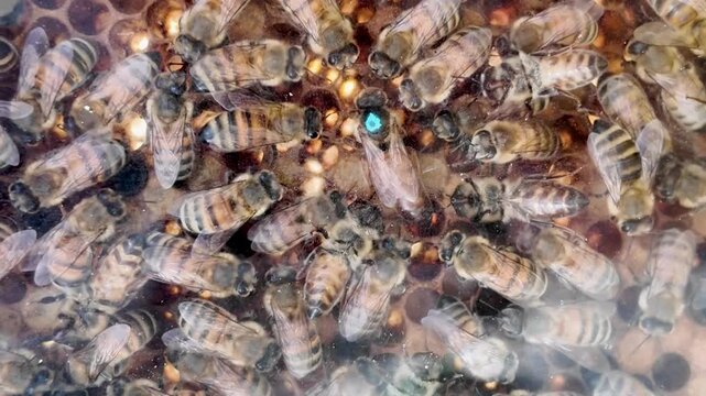 Honey bees crawling on fresh wax honeycomb inside a beehive
