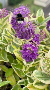 Fuzzy bumblebee collecting pollen on vibrant violet garden blossom