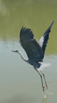 Heron Launching From Water