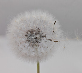 Fototapeta premium Close-up of a white dandelion head