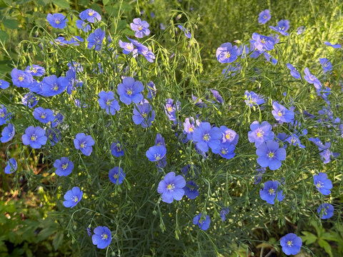 Blue flowers lint blue flax flowering plant