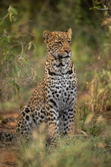 Fototapeta premium Male leopard cub sitting in thick bushes