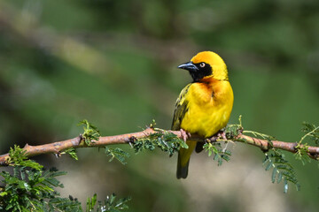 Fototapeta premium Village weaver on leafy branch turning head