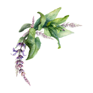 Sage wreath semi arch watercolor illustration template. Round medicinal salvia herb garland with copy space for organic pharmacy branding, natural cosmetics label design, wellness greeting card