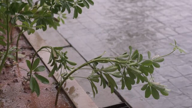 Schefflera arboricola, Dwarf Umbrella Tree ,Miniature Umbrella Plant 