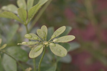 Obraz premium Schefflera arboricola, Dwarf Umbrella Tree ,Miniature Umbrella Plant 