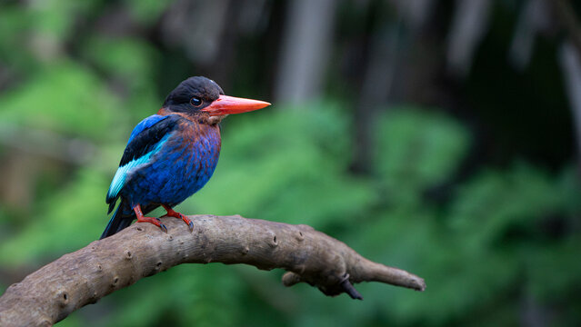 Colorful Javan Kingfisher Eyes Straight Perch in Branch 
