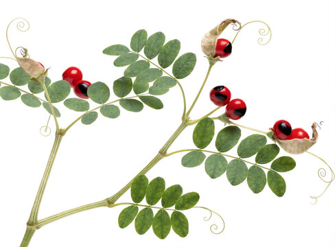 Abrus Precatorius Deadly Poisonous Rosary Pea Branch Isolated on White Background