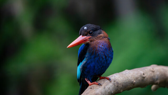 Stunning portrait of an endemic Javan Kingfisher perched alertly on a branch with copy space