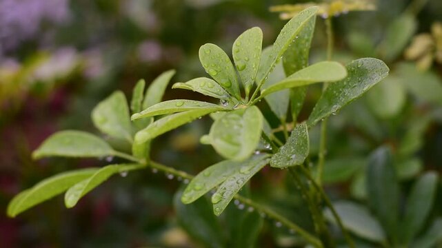 Schefflera arboricola, Dwarf Umbrella Tree ,Miniature Umbrella Plant 